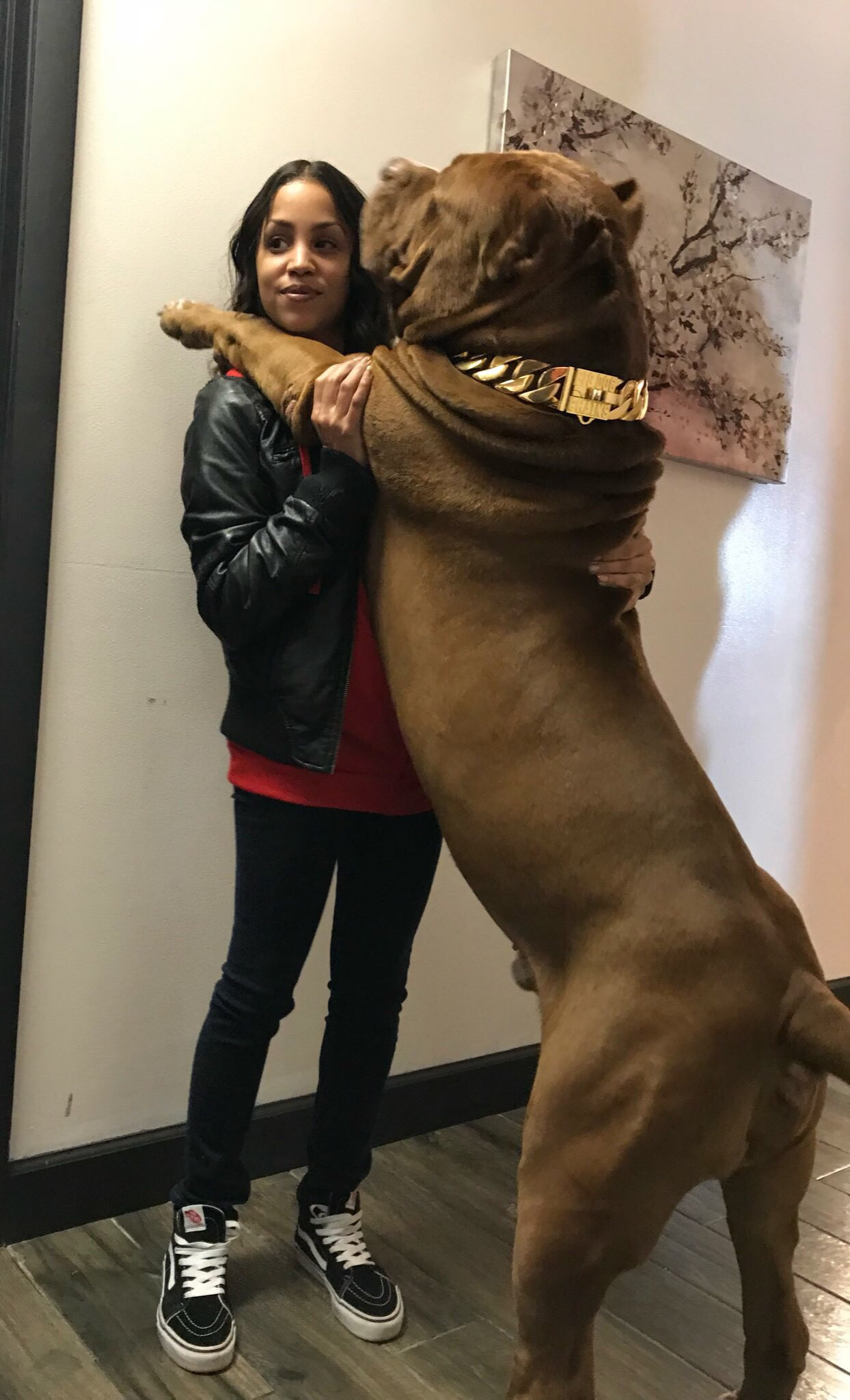 Check out this insanely huge dog